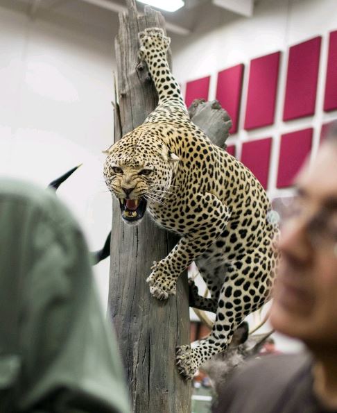 NY Times: Masters of Taxidermy